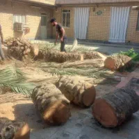 بریدن نخل حرس نخل سمپاشی نخل درآوردن ریش نخل