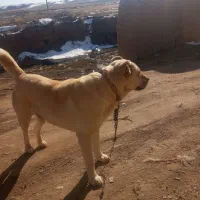 سگ گله ی خیلی خوب|سگ|قیدار, |دیوار