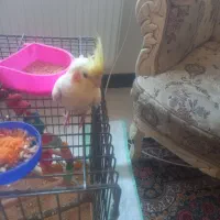 ۴ عدد عروس علندی|پرنده|هشتگرد, فاز ۷ مهستان|دیوار