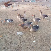 پرنده
