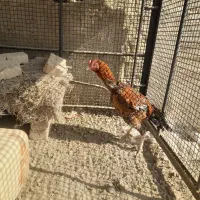 مرغ لاری|حیوانات مزرعه|جزنیک, |دیوار