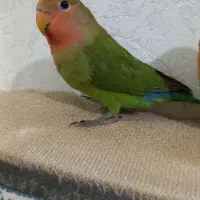 طوطی برزیلی|پرنده|تاکستان, |دیوار