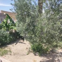 فروش طلایی