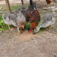 سه تا جوجه غاز و سه تا مورغ جوان