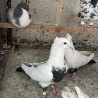 کفتر دمبی سیاه نر