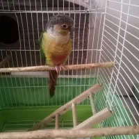 طوطی گیرینچیک