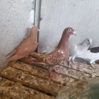 جوجه  رنگ روشن|پرنده|برازجان, |دیوار