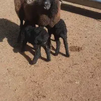 گوسفند دوقلو اصیل شال