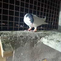 سلام. گرفتنی