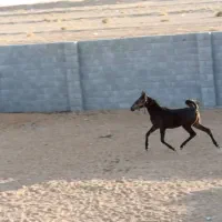 اسب دره شوری