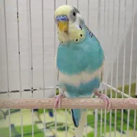 مرغ عشق نر بالغ