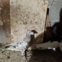 کبوتر سرور گم شده آبپخش|حیوانات|آبپخش, |دیوار