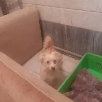 سگ آپارتمانی بی صدا