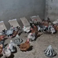 مرغ تخمگذار