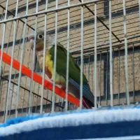 مرغ عشق ، کوتوله ، طوطی