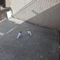 طوقی به شرط تخم و جوجه