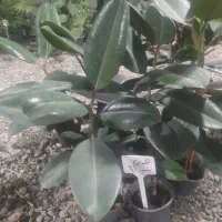 گلهای آپارتمانی|گل و گیاه طبیعی|پاکدشت, پاکدشت (مامازند)|دیوار