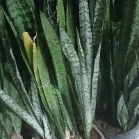 گل و گیاه فروشی