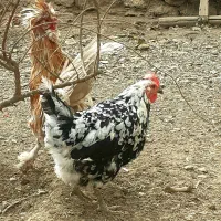 فروش خروس و مرغ های گلین|حیوانات مزرعه|لاران, |دیوار