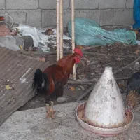 خروسهای داشتی بهترین رنگ دو رگه|حیوانات مزرعه|املش, |دیوار