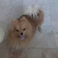 سگ سگ سگ