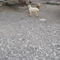 4تا بره نر و ماده