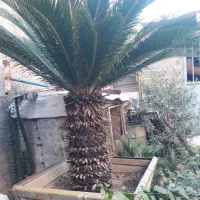 گل سیکاس بزرگ و زیبا با تنه یک متری|گل و گیاه طبیعی|مزرعه کتول, |دیوار