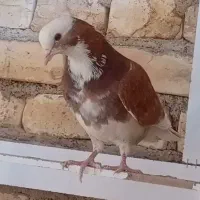 کفتر پرشی و مفلق شازده