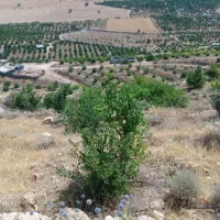 چرام باغ شمسوا ،شمس آباد فقط 500 تخفیف خوبی داره|فروش زمین و ملک کلنگی|چرام, |دیوار