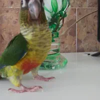 طوطی گرینچیک|پرنده|چناران, |دیوار