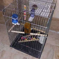 قفس و خانه چوبی  برای عروس هلندی تخم گذار|لوازم جانبی حیوانات|تهران, گلستان (شهرک راه آهن)|دیوار