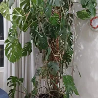 برگ انجیری