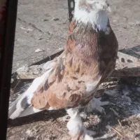 سه طوق سرور|پرنده|تهران, بهمن یار|دیوار