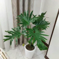 گل آپارتمانی برگ انجیری هیدروپونیک