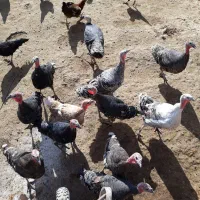 بوقلمون|حیوانات مزرعه|کوهدشت, |دیوار