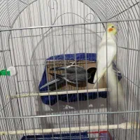 جفت عروس هلندی