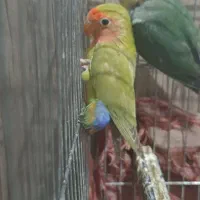 طوطی برزیلی بچه ۳ماه