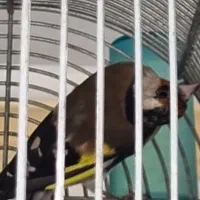 سهره چهارگل و سهره خاکی