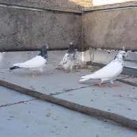 کبوتر درجه یک|پرنده|اردبیل, |دیوار