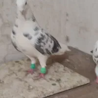 کبوتر فروشی|پرنده|گنبد کاووس, |دیوار