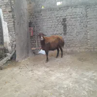 گوسفندبره داروگوسفندابستن|حیوانات مزرعه|سرخنکلاته, |دیوار