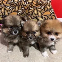 سگ پامر سایز صفر