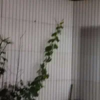 سنگ مصنوعی کیتکا|مصالح و تجهیزات ساختمان|نجف‌آباد, حومه نجف آباد|دیوار