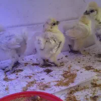 جوجه ابریشمی ۱۰ روزه قیمت برای هر عدد هست|حیوانات مزرعه|تهران, صد دستگاه|دیوار