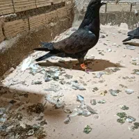 پرنده|پرنده|مشهد, انصار|دیوار