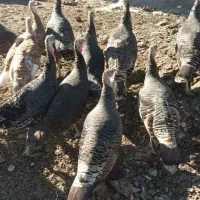 بوقلمون ماده|حیوانات مزرعه|مشگین شهر, |دیوار