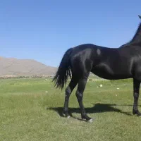 فروش اسب مادیان دره شور اصل|اسب و تجهیزات اسب‌سواری|شیراز, شهرک والفجر|دیوار