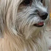 شیتزو واگذاری