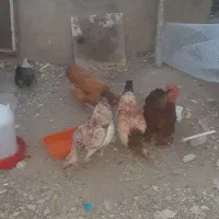 مرغ رسمی اصیل و خروس پرشین