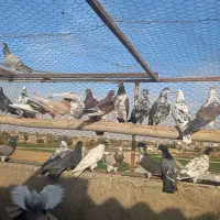 کبوتر تهرونی ماده برای گرو|پرنده|اصفهان, طاحونه|دیوار